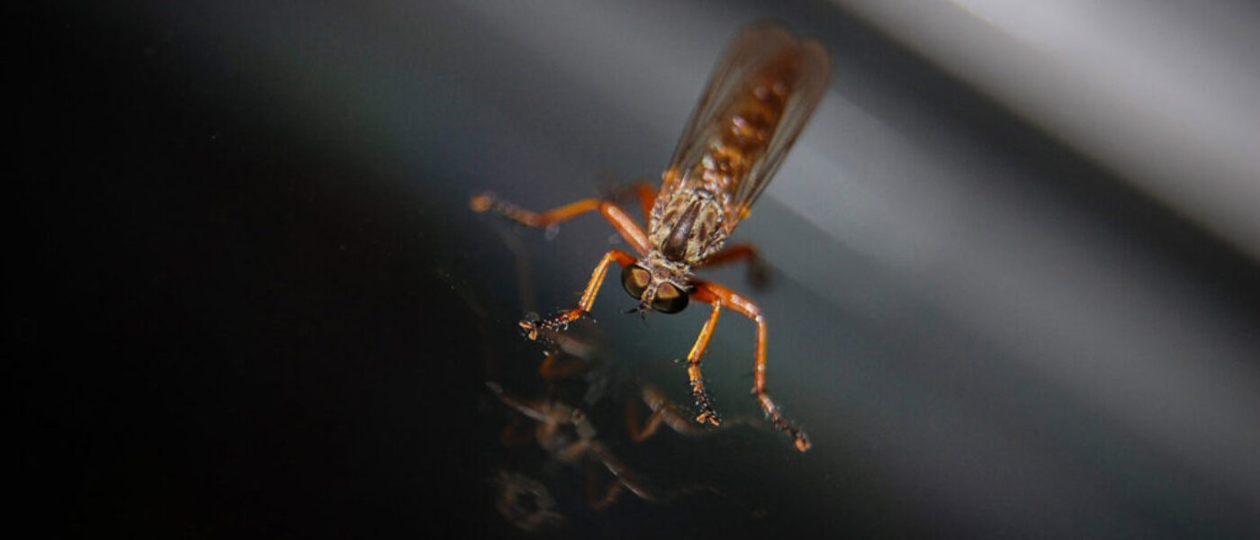 This Summer’s Ticks and Mosquito Rates to Surge